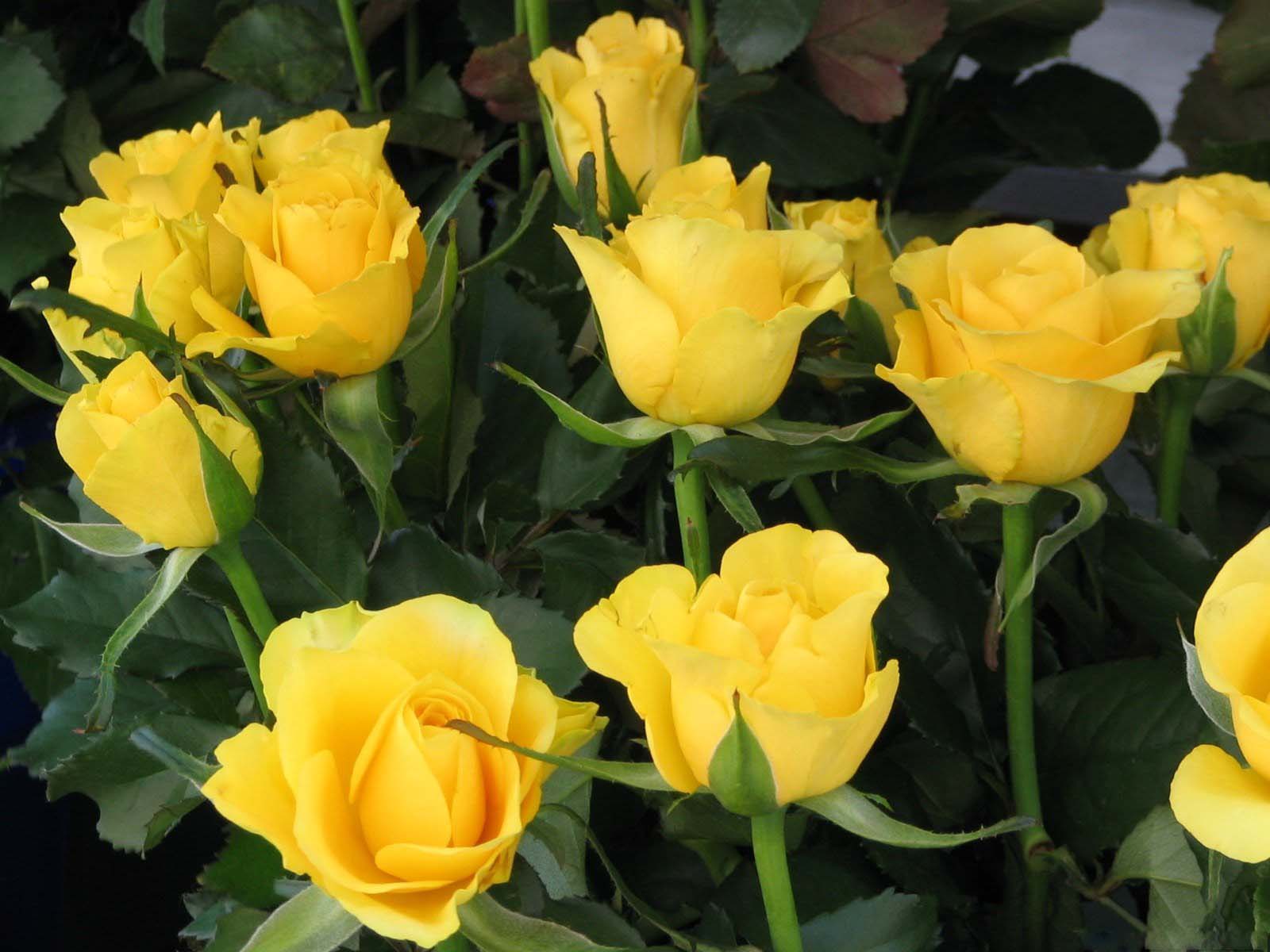 Желтые розы фото с названиями