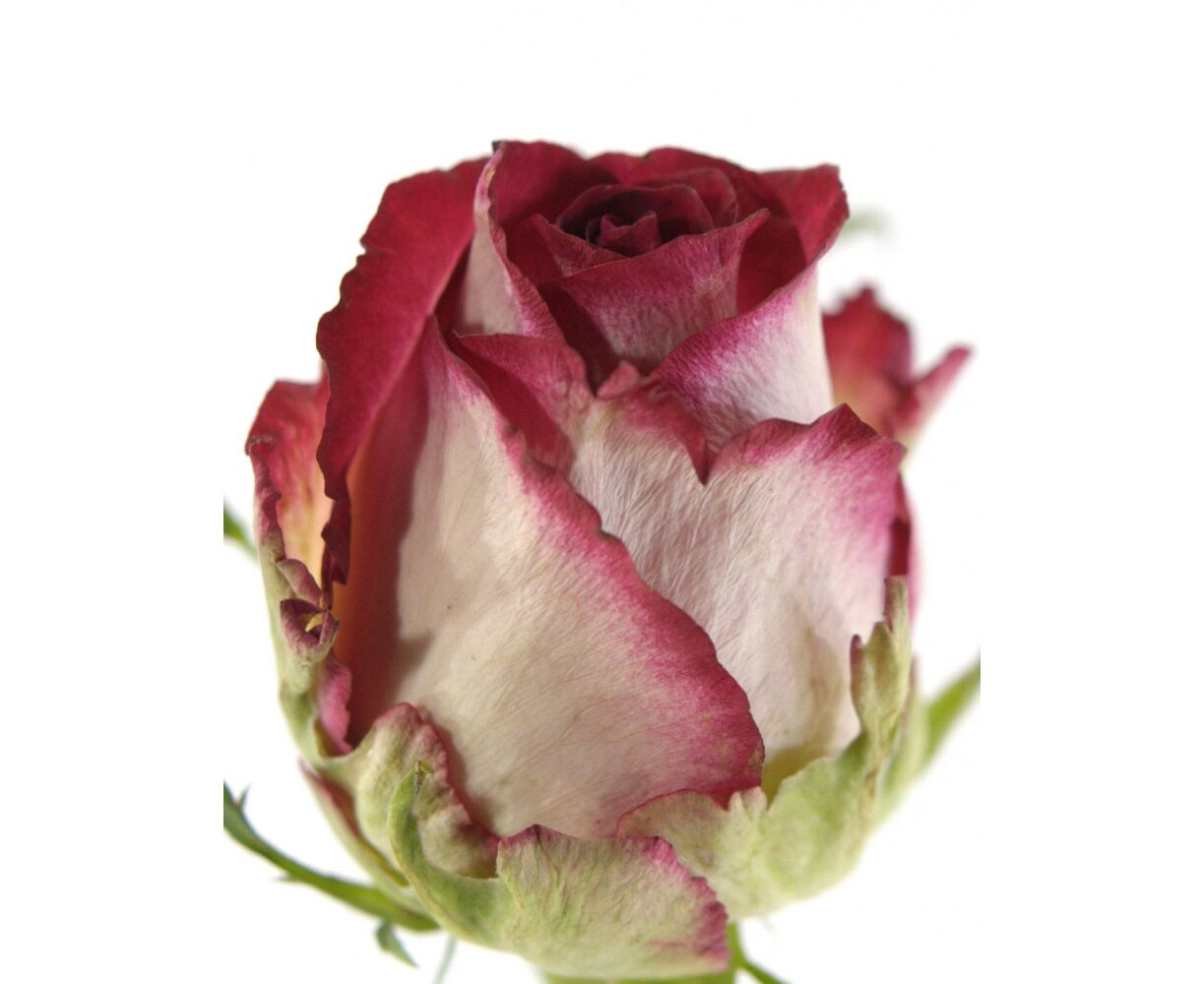 рогоза роза эквадор