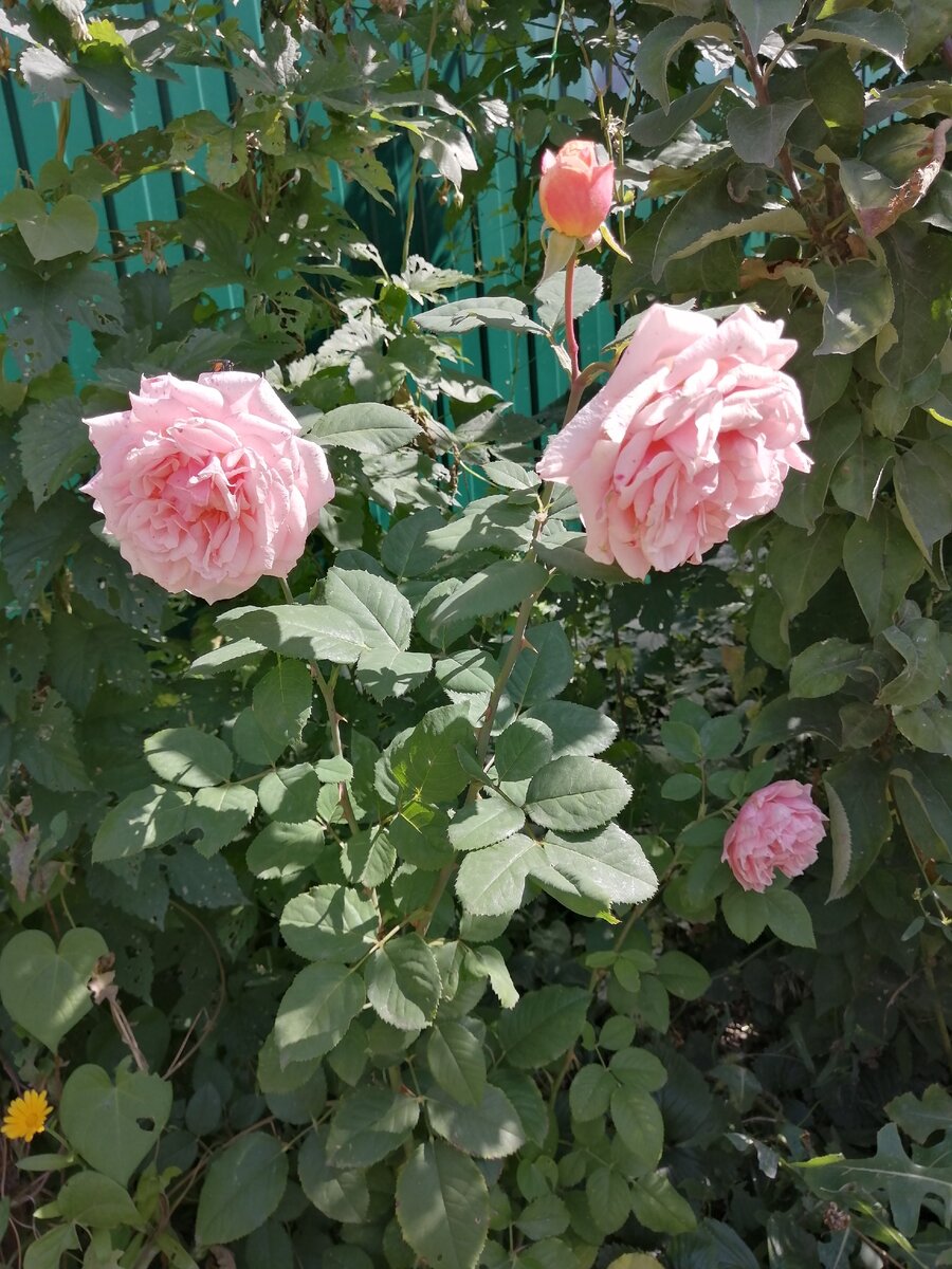 Сорт розы принцесса Александра оф Кент