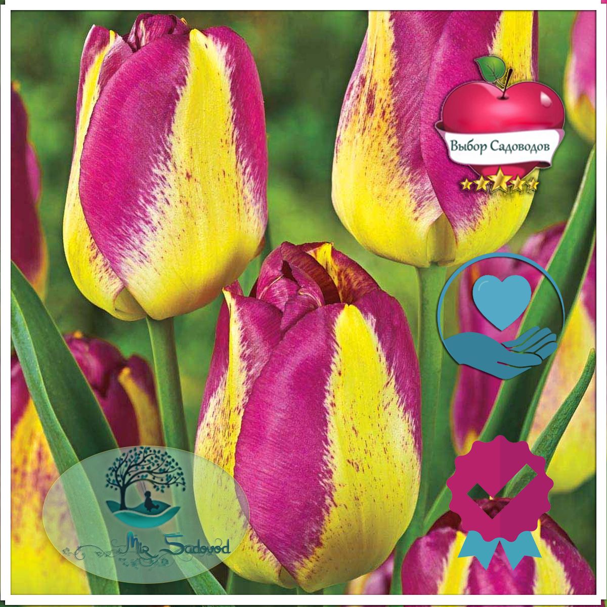 Tulipa (тюльпан) Wonder Club