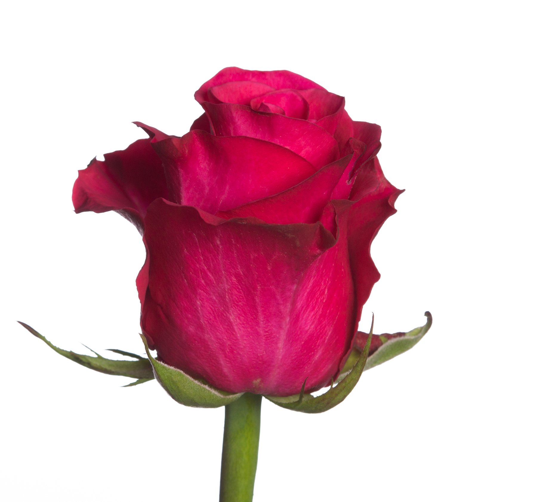 Альтамира роза Эквадор