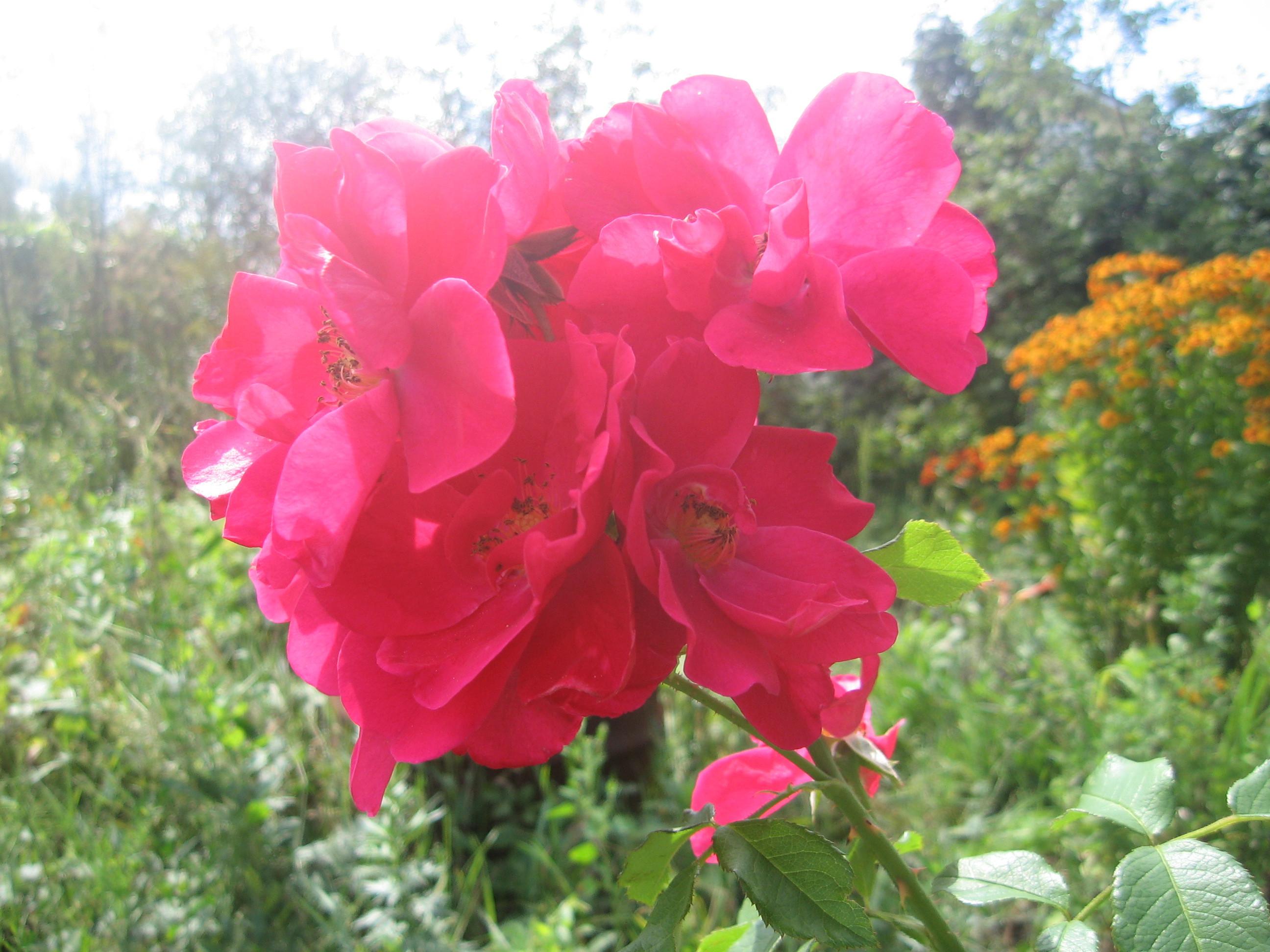 Парковая роза робуста фото и описание
