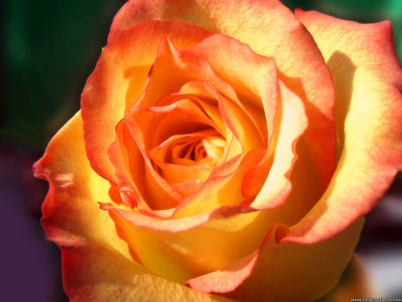 Роза солиста оранжевая