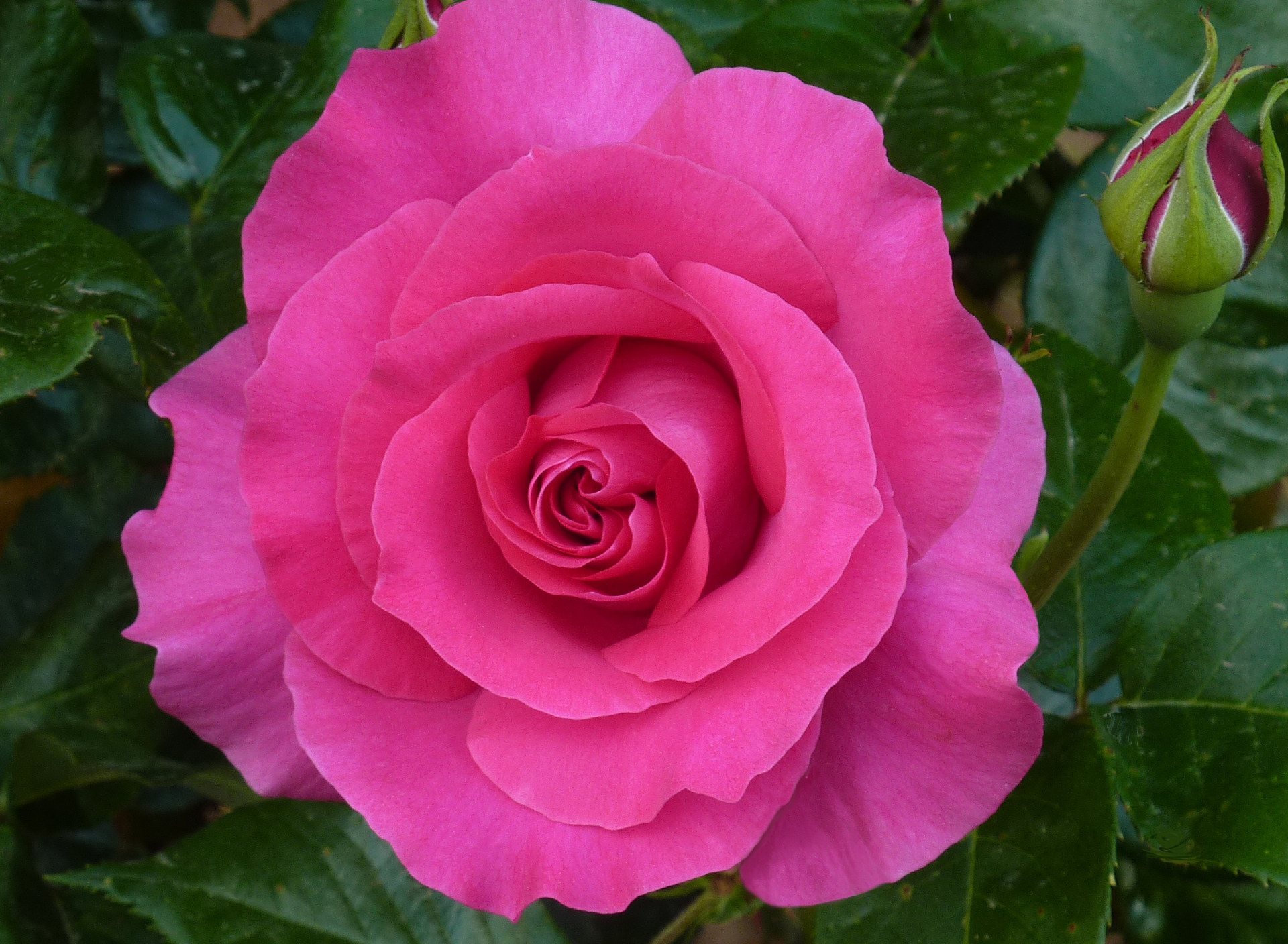 Роза чайно-гибридная venrosa