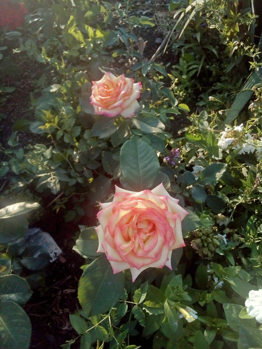 Роза чайно-гибридная Жаде