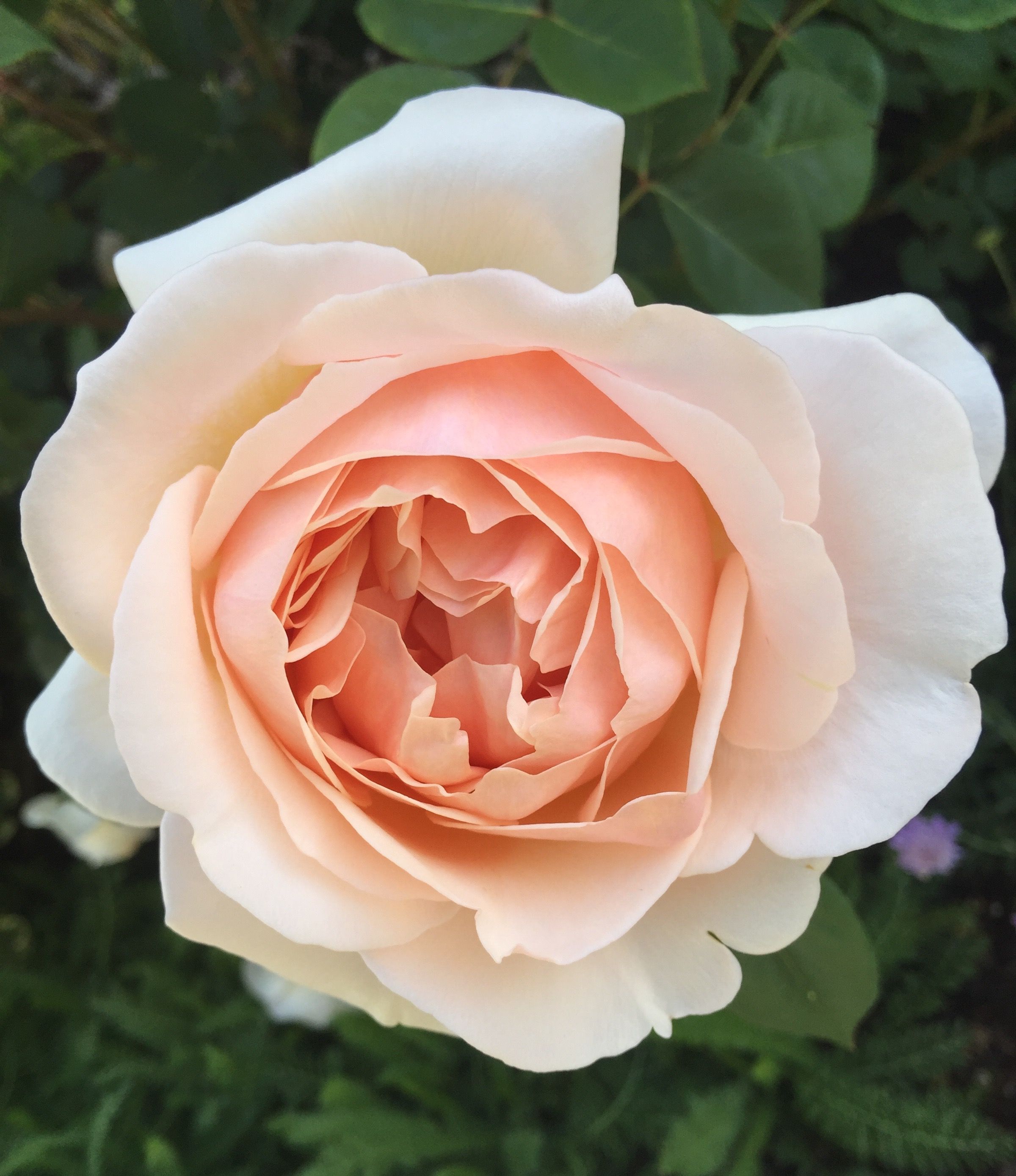 Роза английская Тамора фото и описание