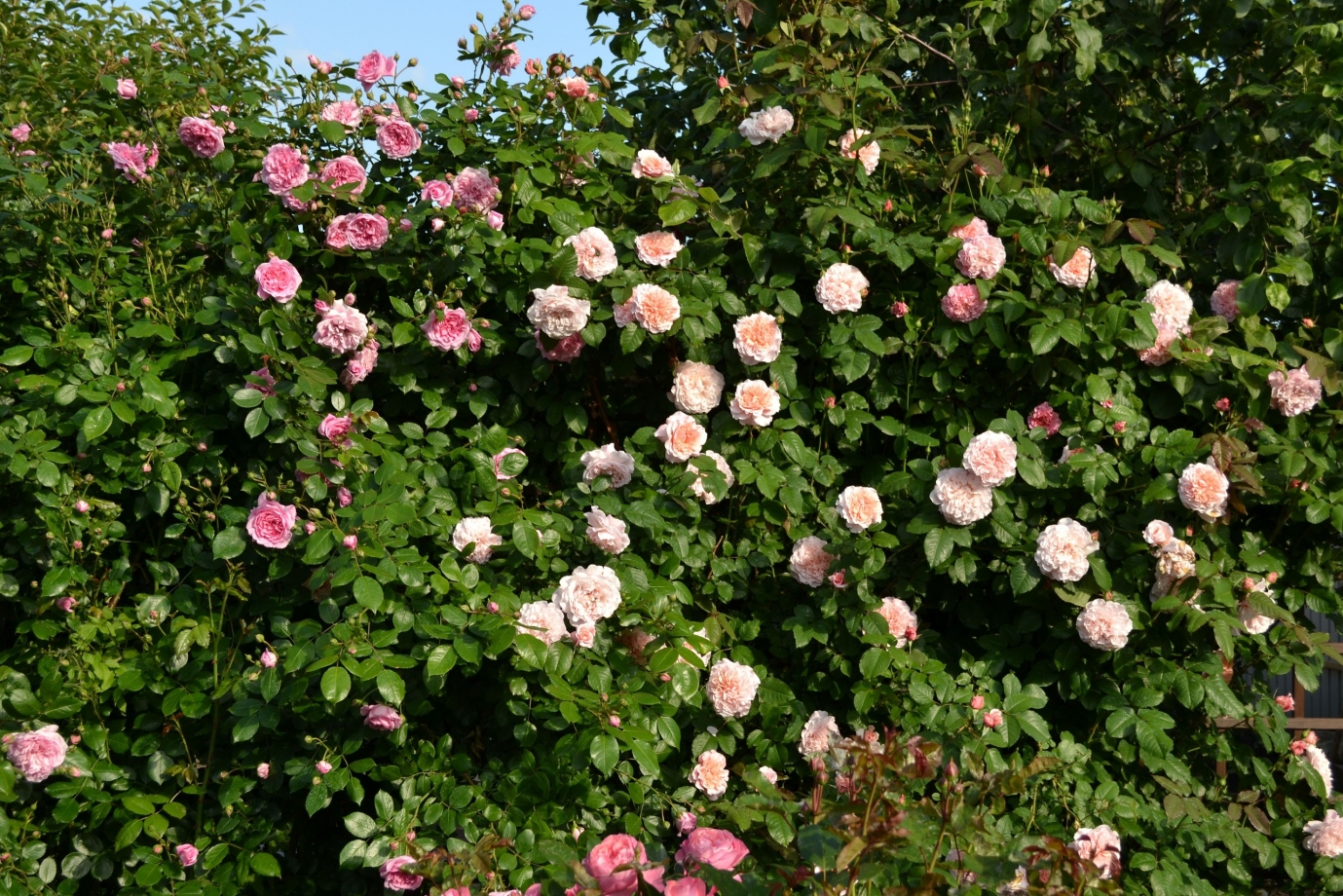 Роза шраб мэри роуз фото и описание