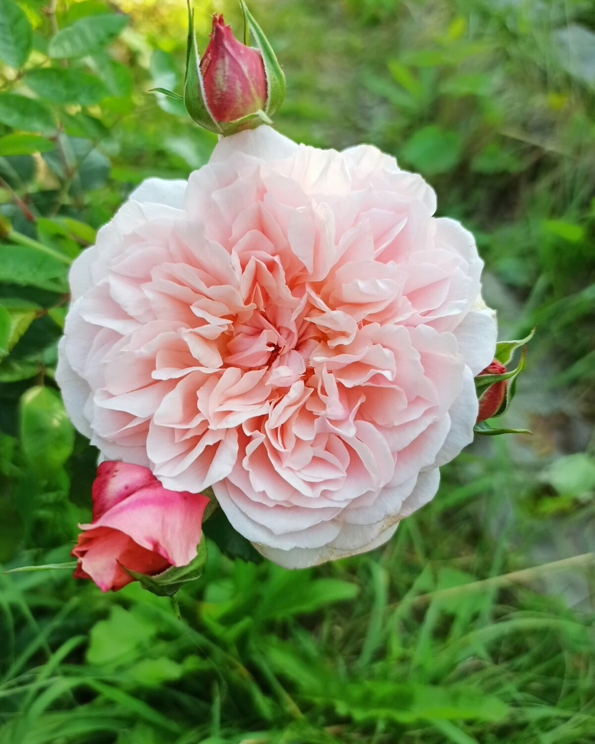Сибирская роза