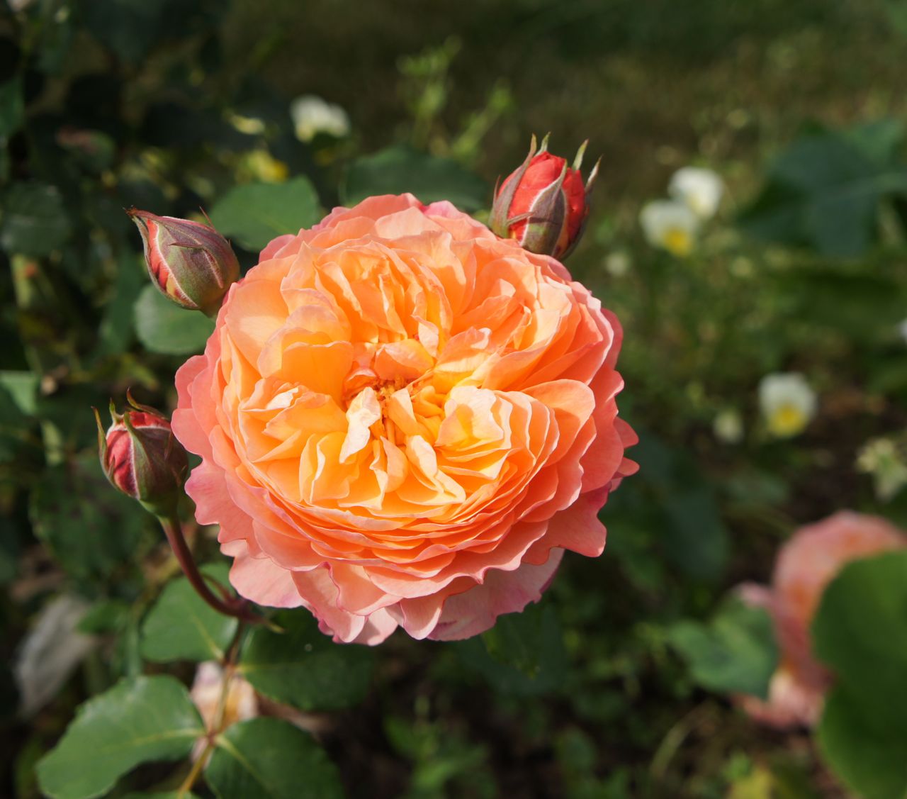 Роза де цистерсьен фото и описание