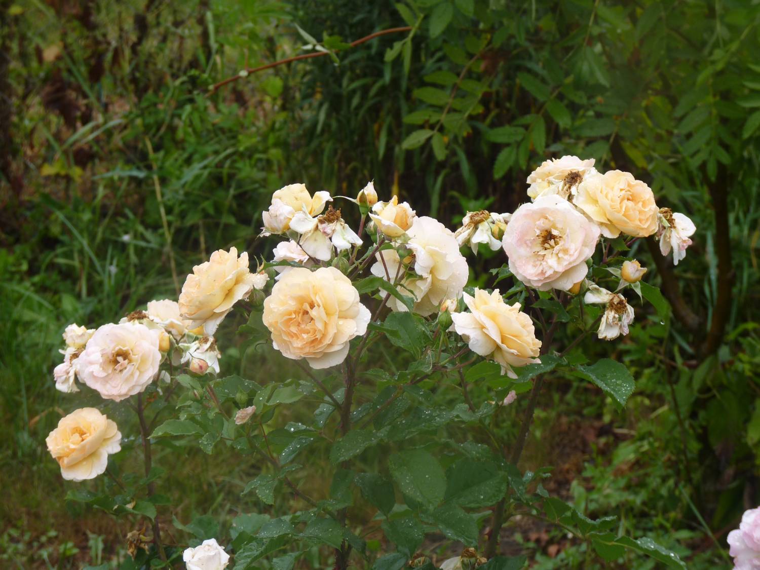 Роза роз де Жебруна