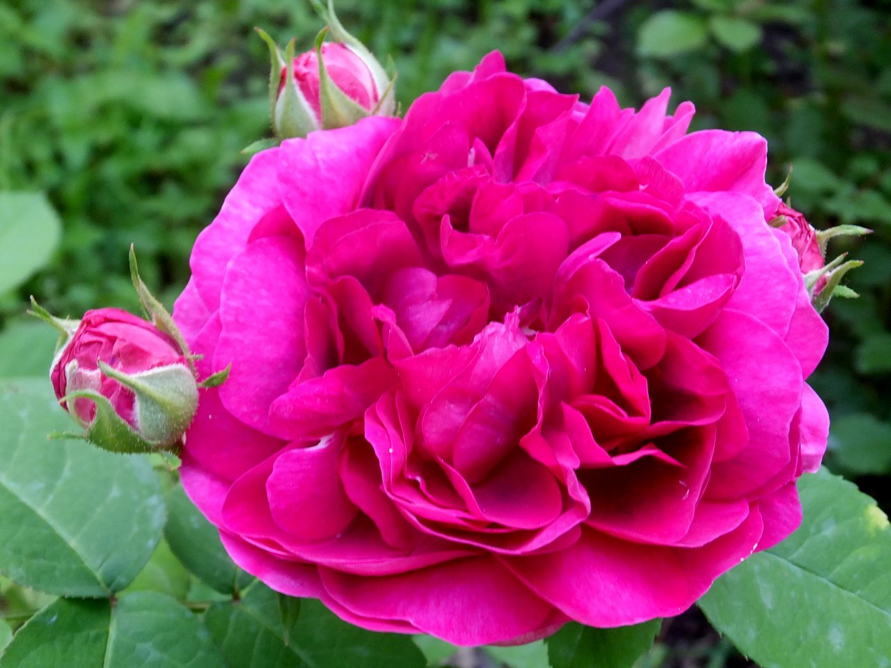 Роза дамасская Rose de Rescht