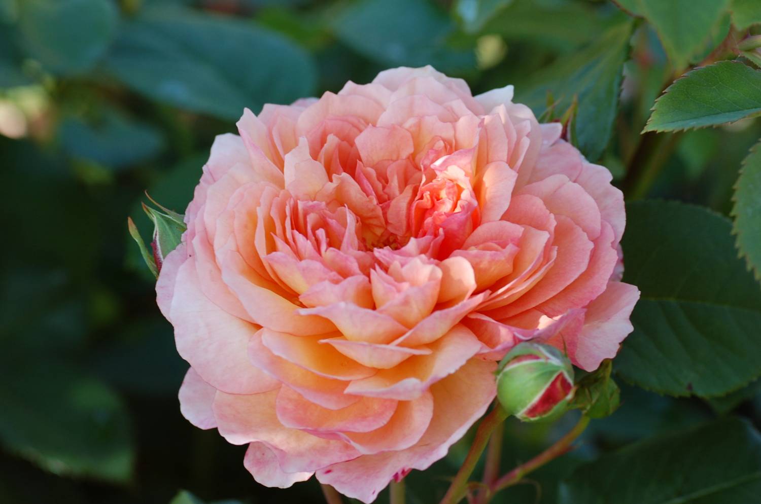 Роза роз де Жерберуа