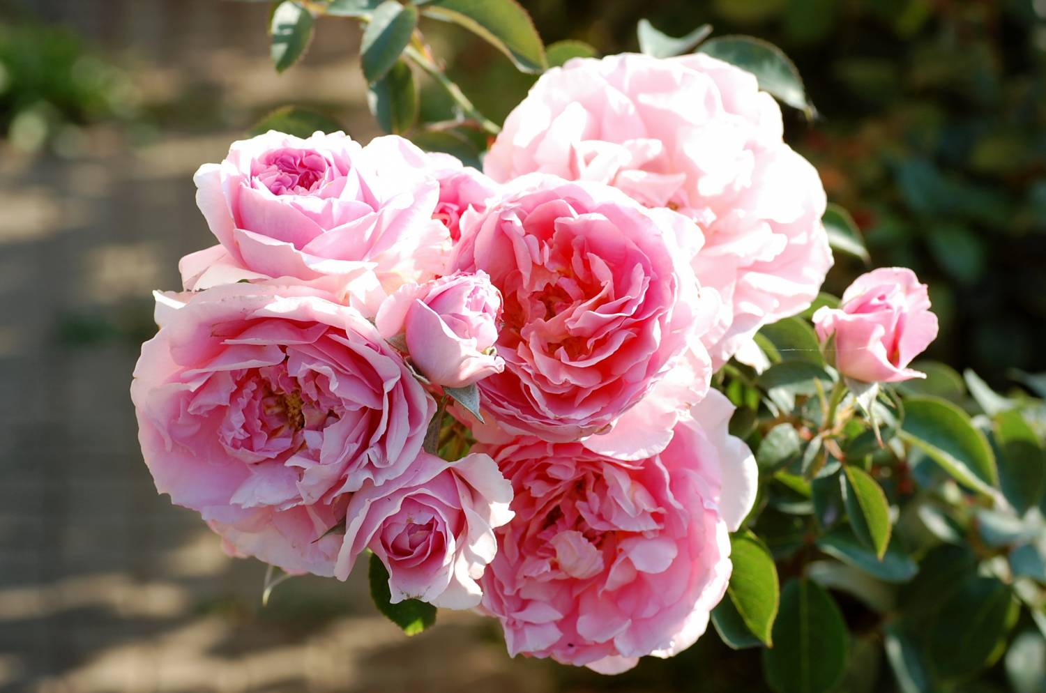 Роза Парковая Rose de Tolbiac