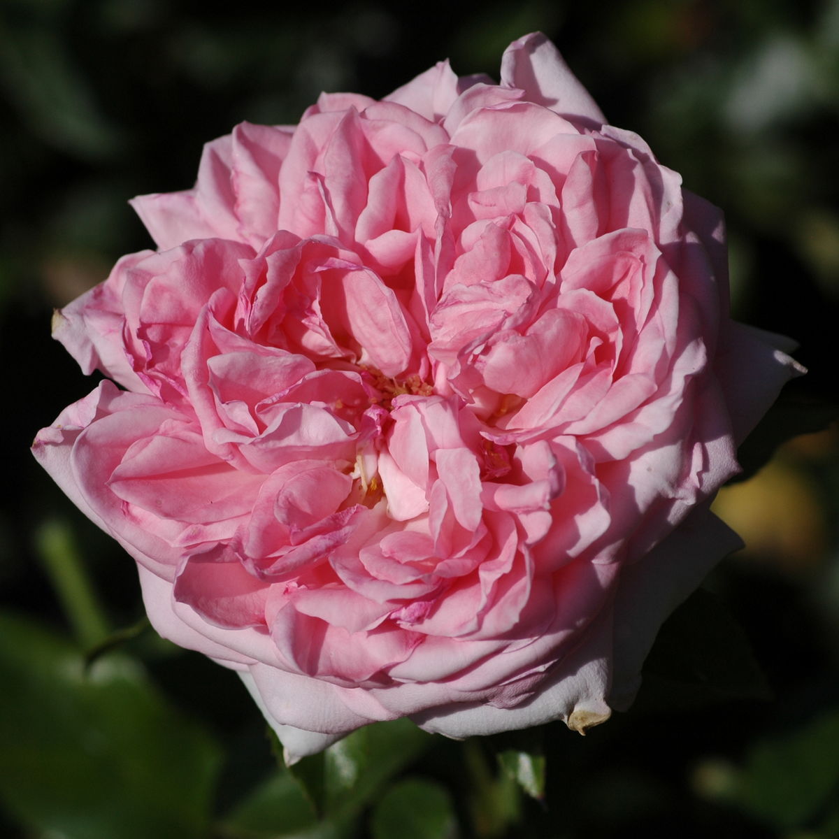 Роза де молинард фото и описание