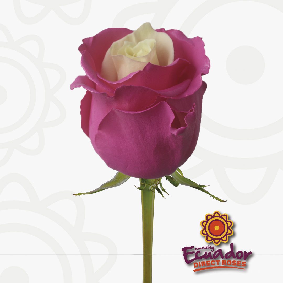 Андерковер роза Эквадор фото