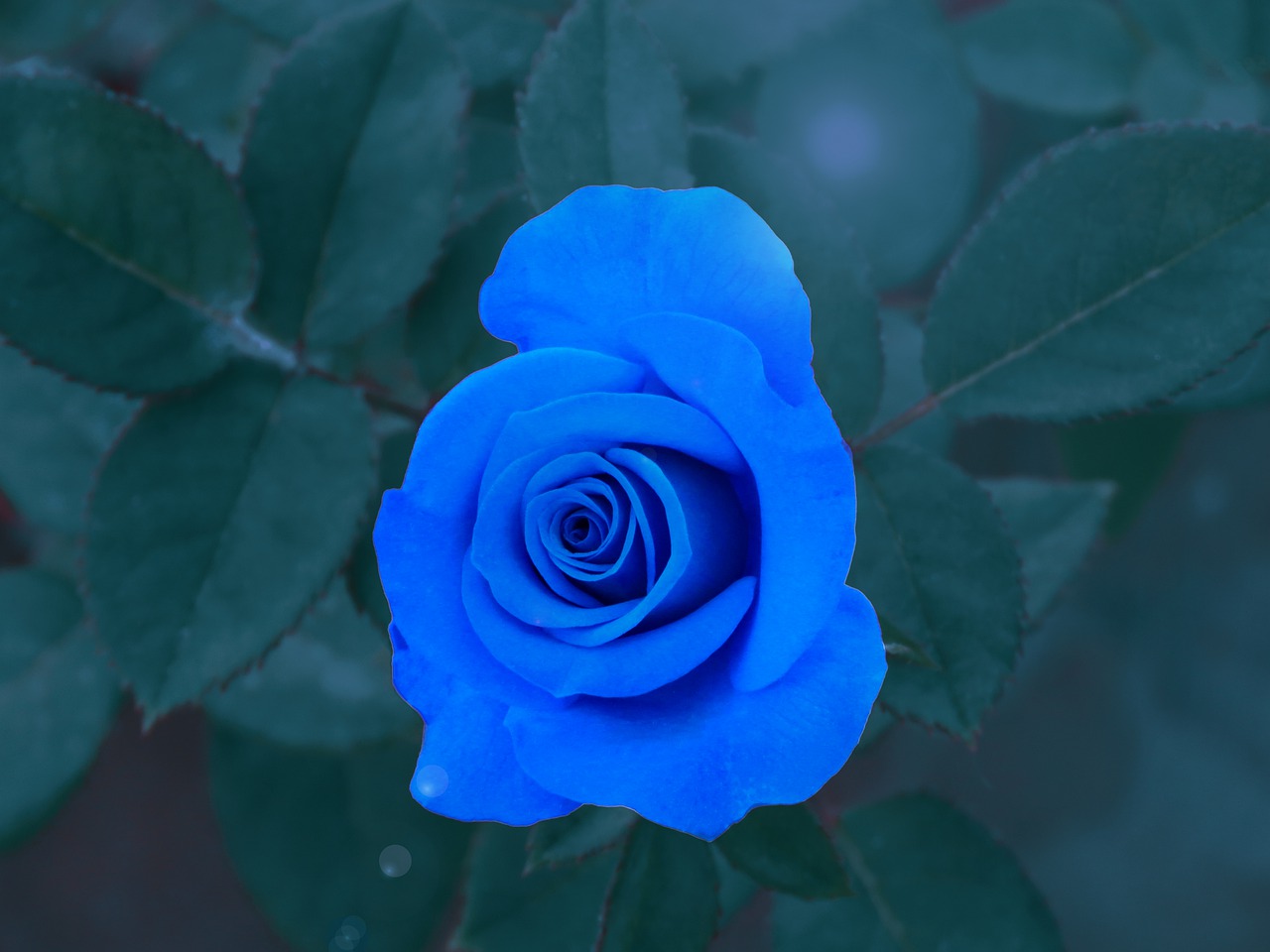 Роза Голубой Шторм