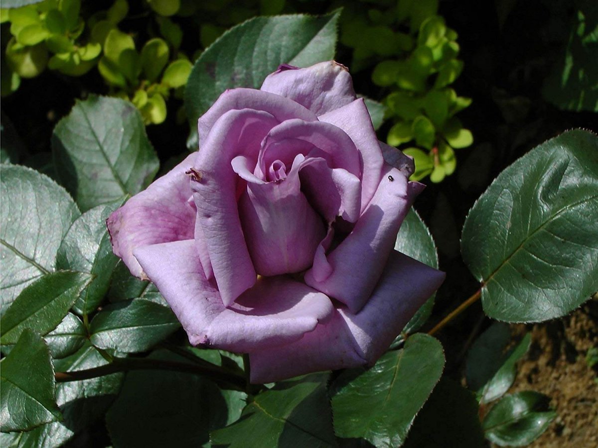 Вьющаяся Роза Голубая