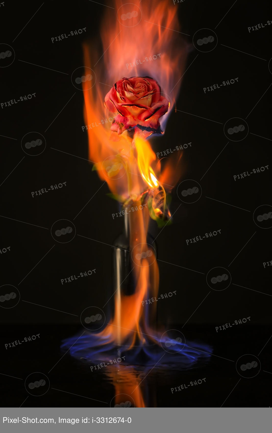 Горящая красная роза