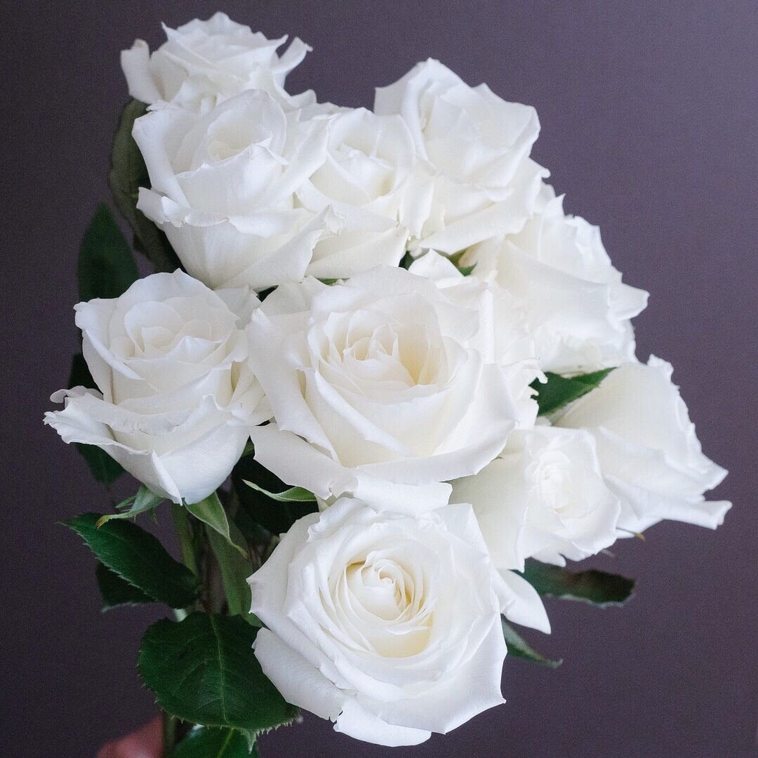 Роза белая Тибет