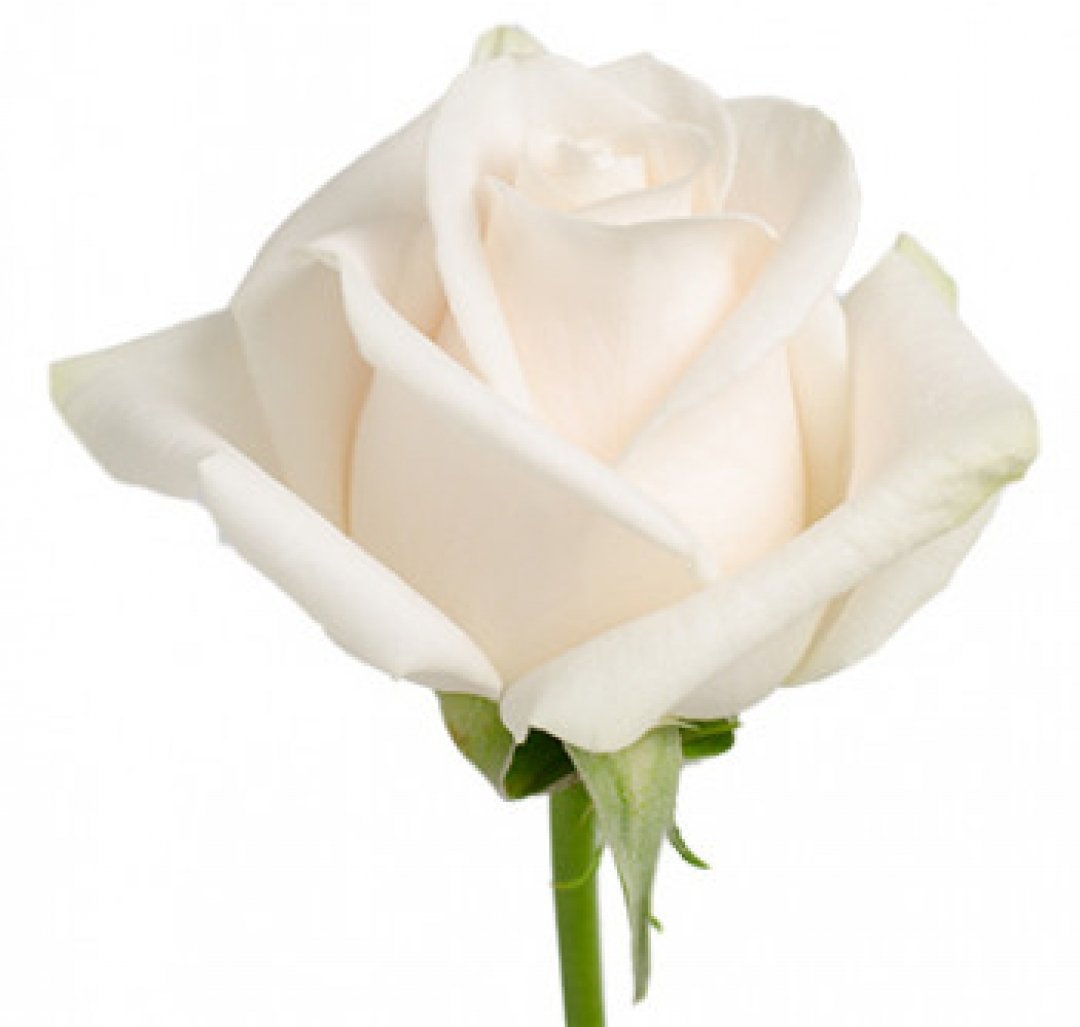 белый шоколад роза эквадор