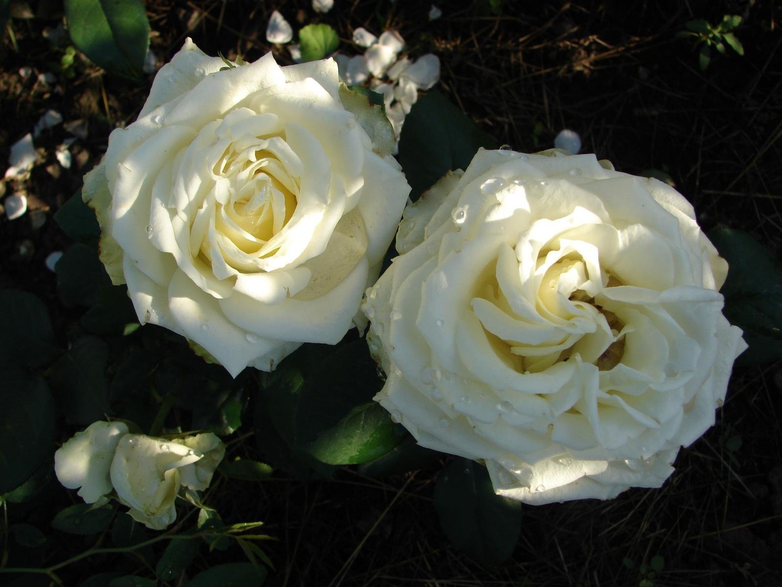 Лучшие Сорта Белых Роз