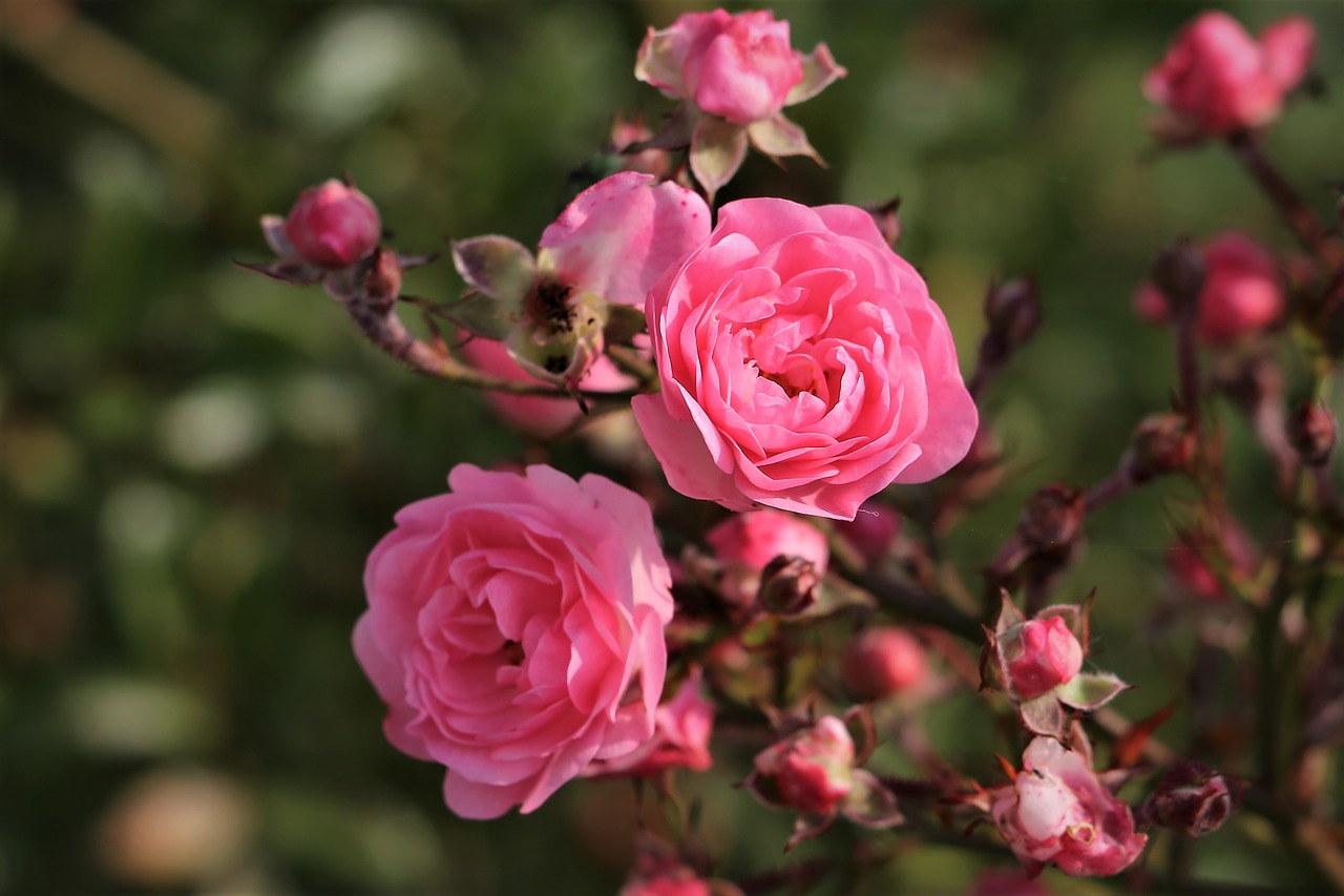 Куст с розовыми цветками осенью