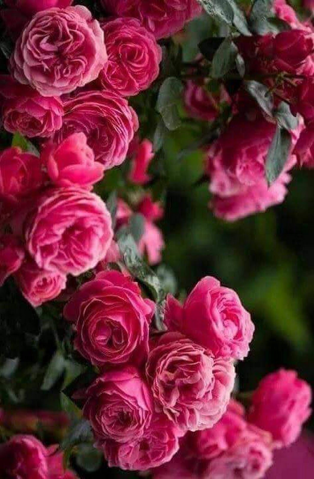 Роза плетистая нежно розовая с малиново-сиреневым оттенком