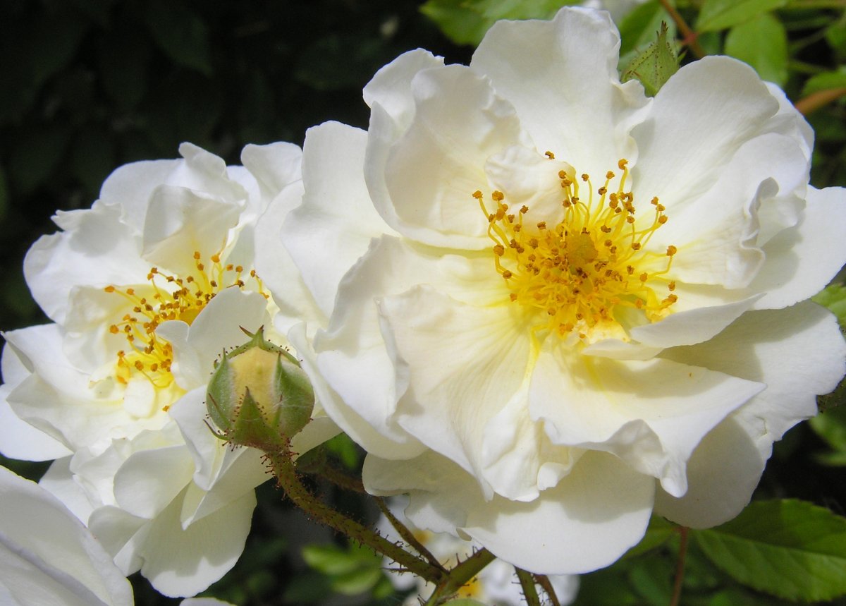 Роза многоцветковая белая