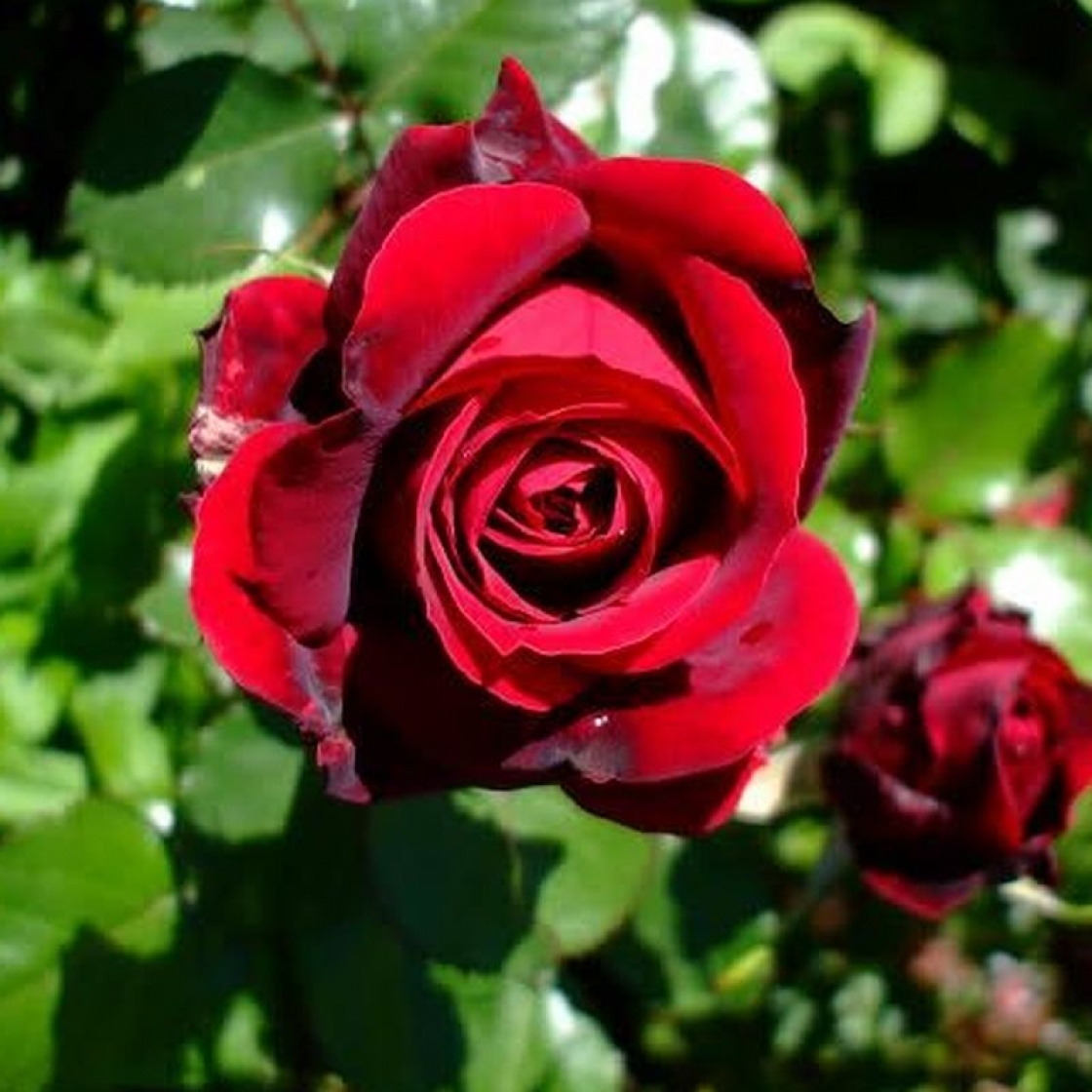 Приморская Роза