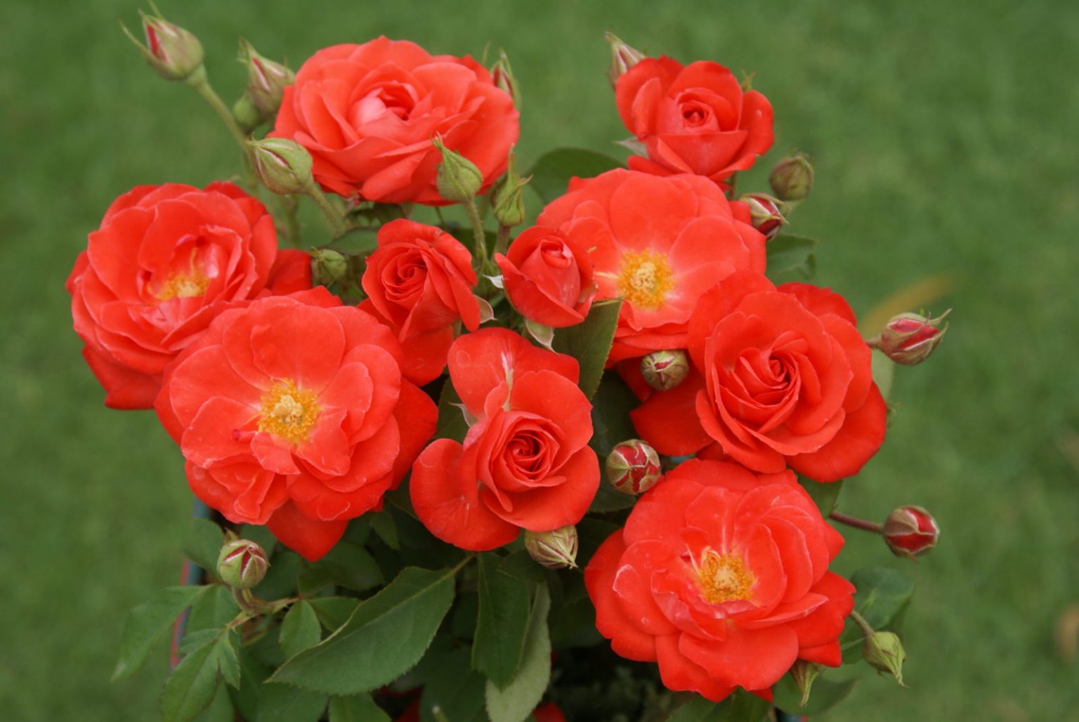 Роза оранж сенсейшен флорибунда