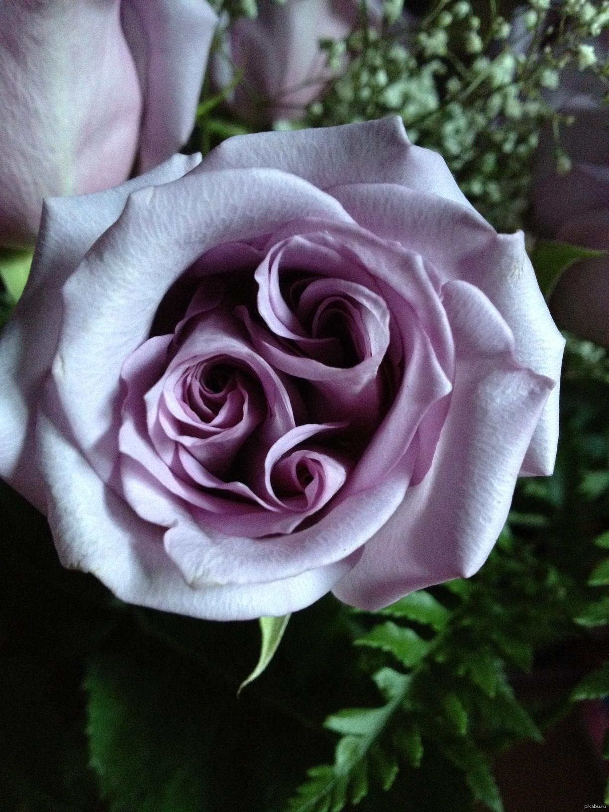Самые необычные розы в мире фото с названиями