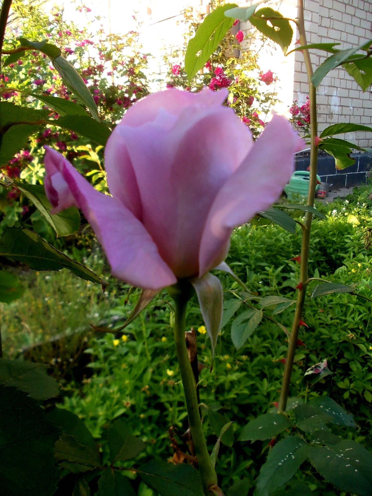 Роза чайно гибридная майзер