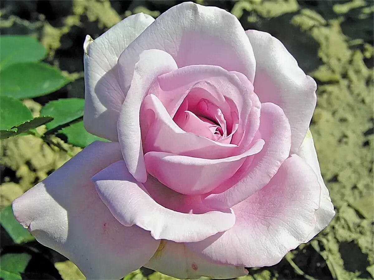 Сорт розы Офелия