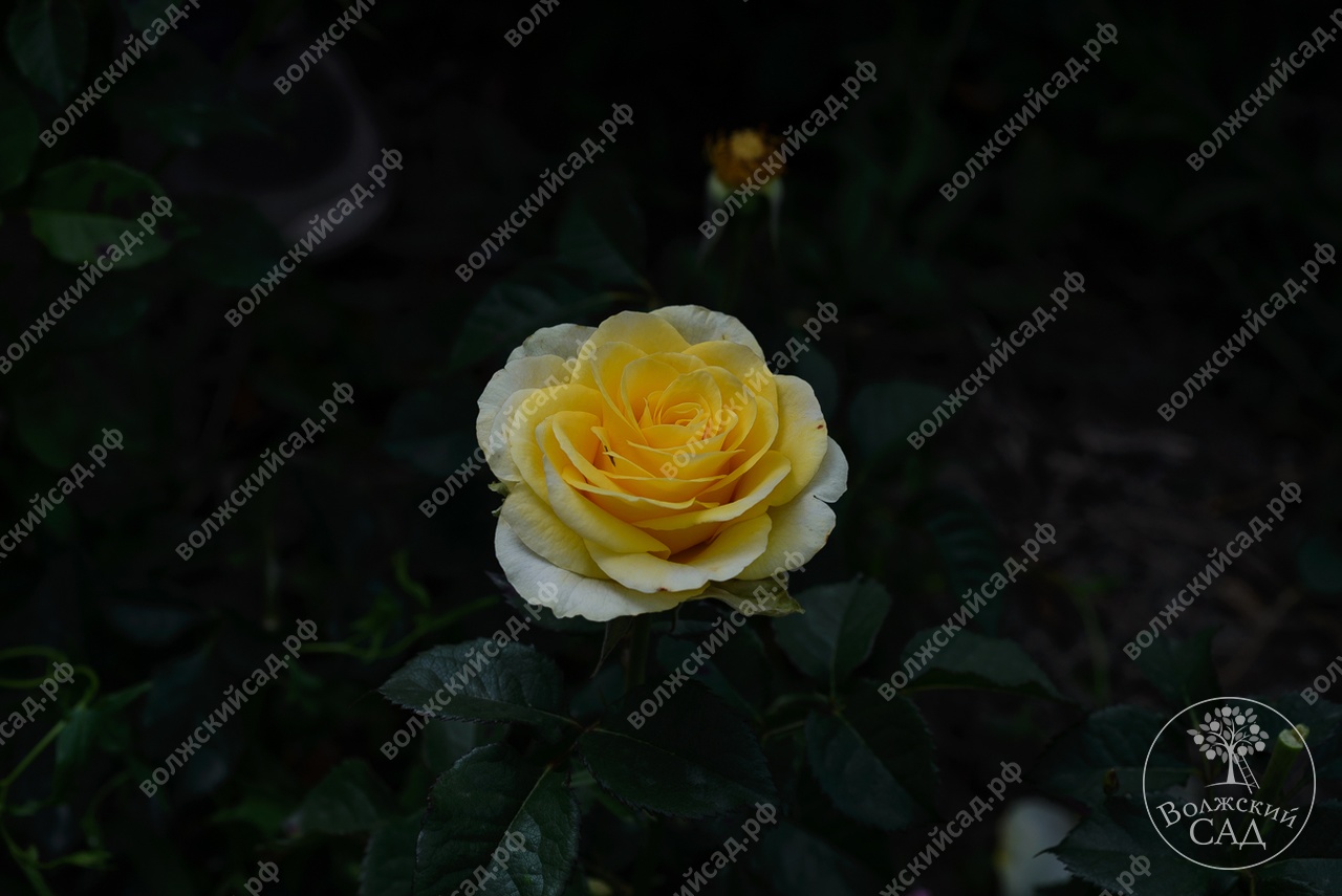 Роза илиос чайно гибридная фото и описание