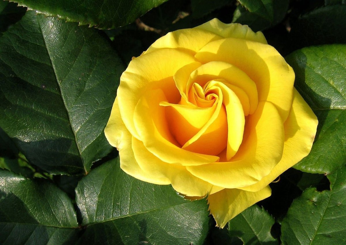 Роза чайно гибридная желтый остров