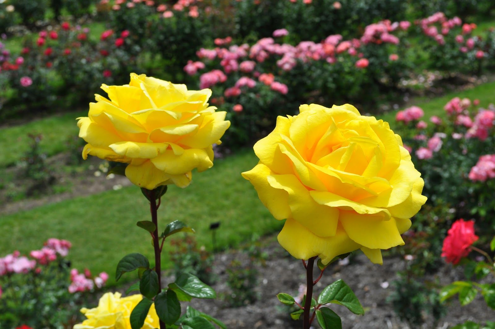 Желтые чайно гибридные розы сорта и фото