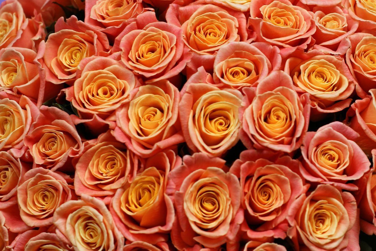 Розы мисс пигги фото и описание