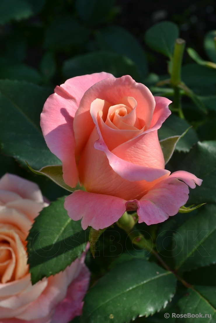 Роза чайно-гибридная Мисс Пигги
