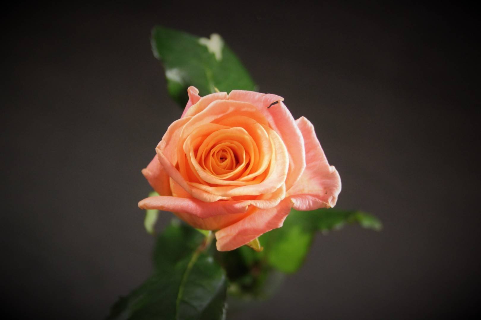 роза мисс фото