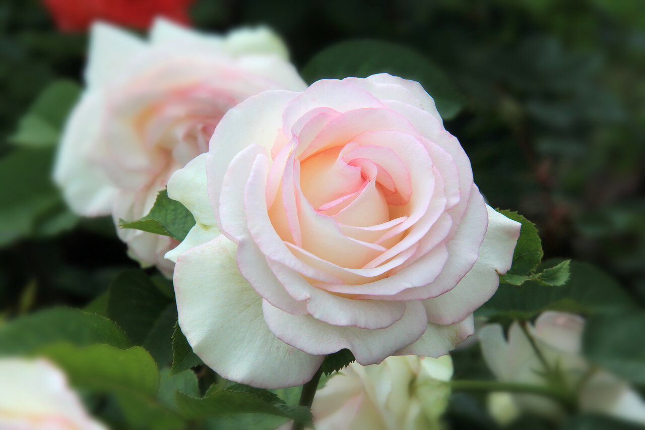 Сорт розы Броселианда