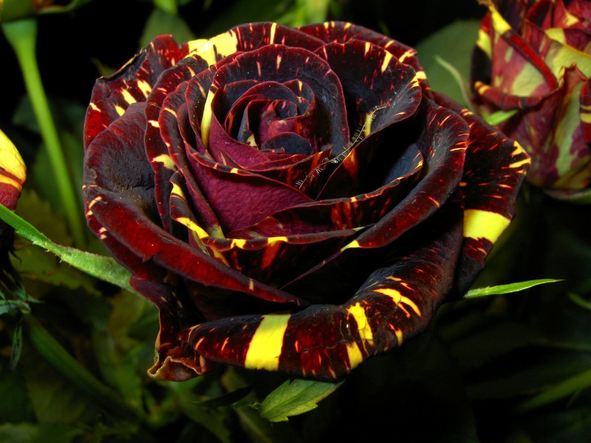 Виды чайно гибридных роз с фото и названиями