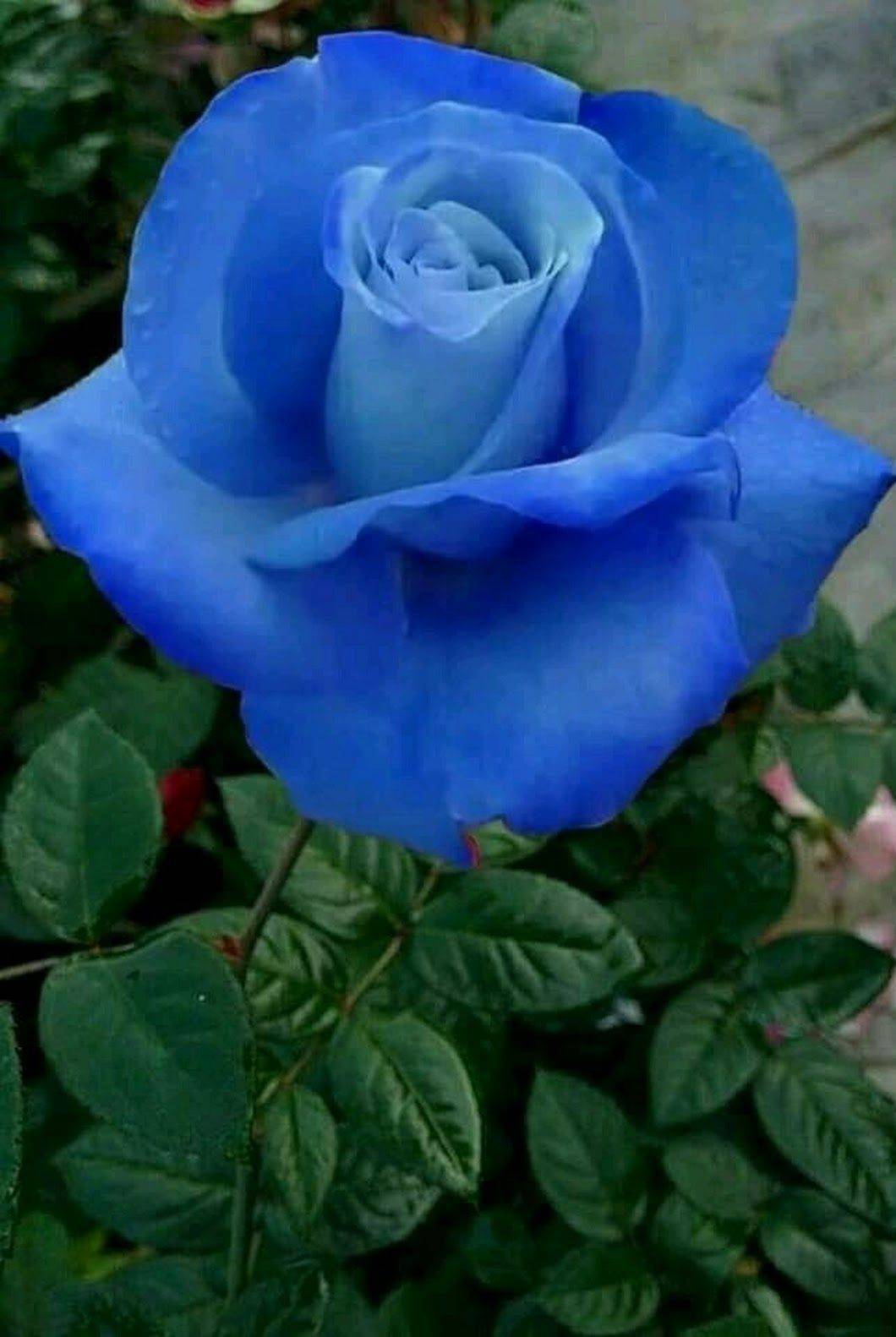 Роза чайногибридная голубая Лагуна