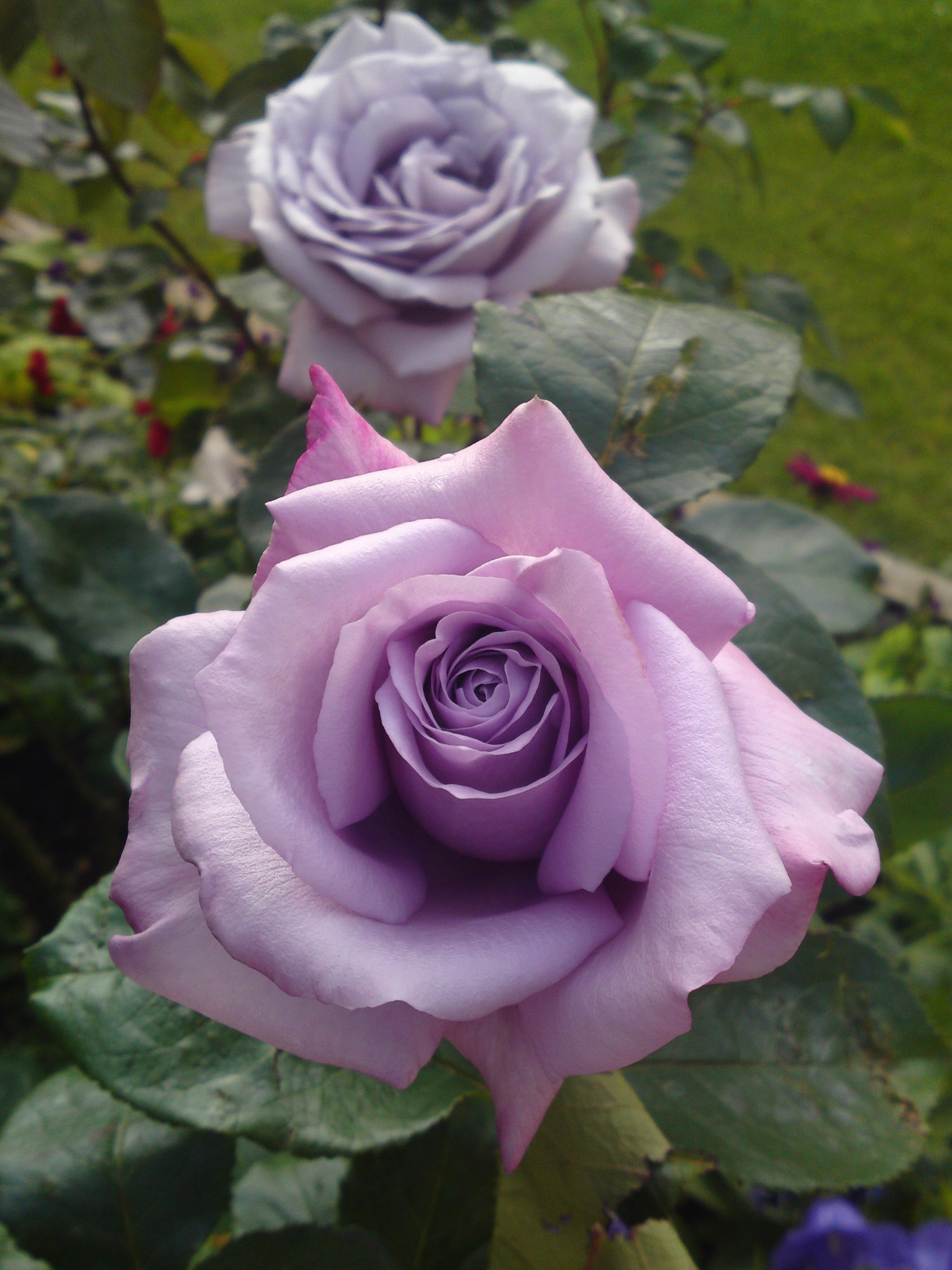 Сорта голубых роз с описанием и фото