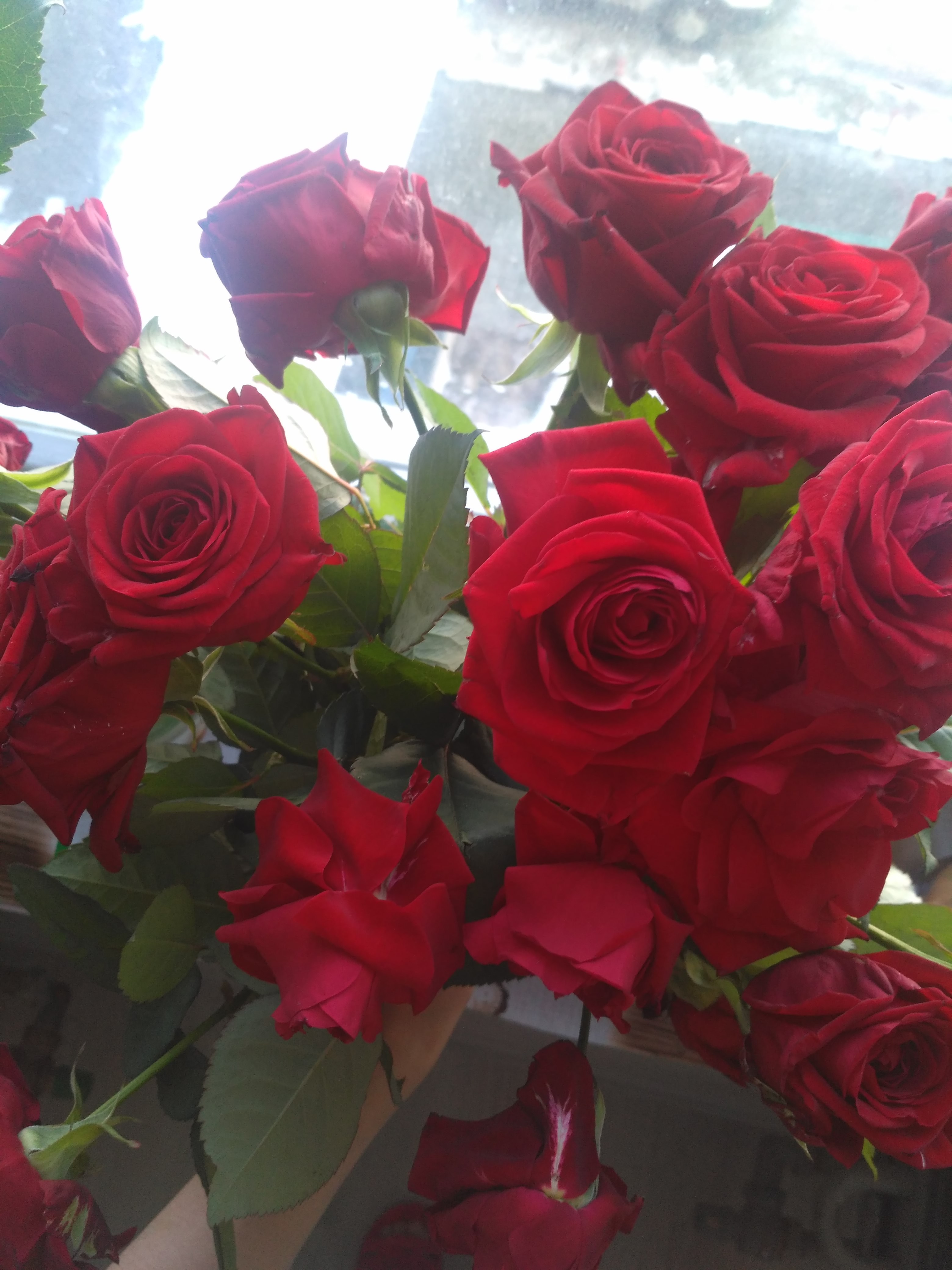Красные Розы Дома