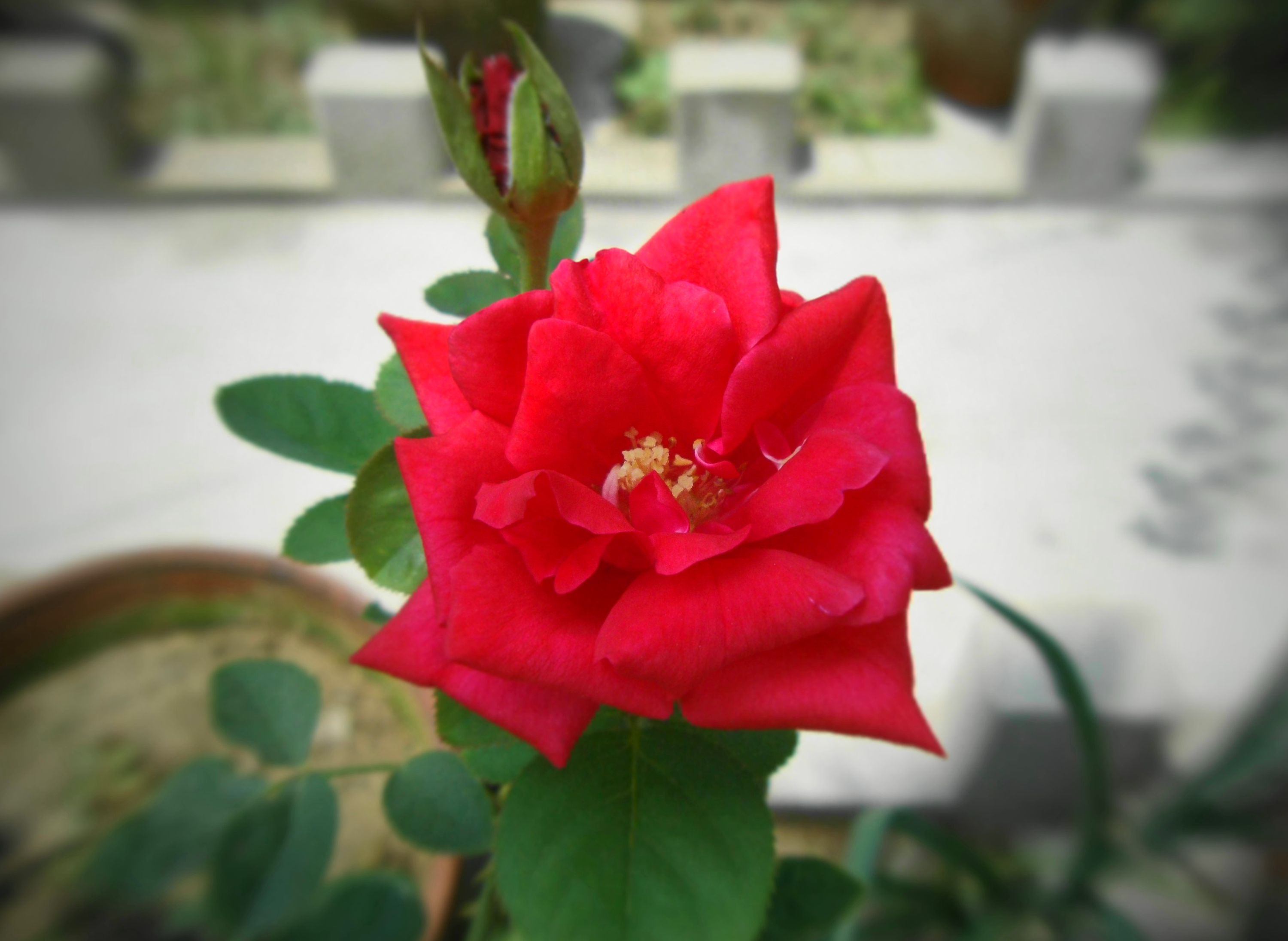 Розы в Индии фото