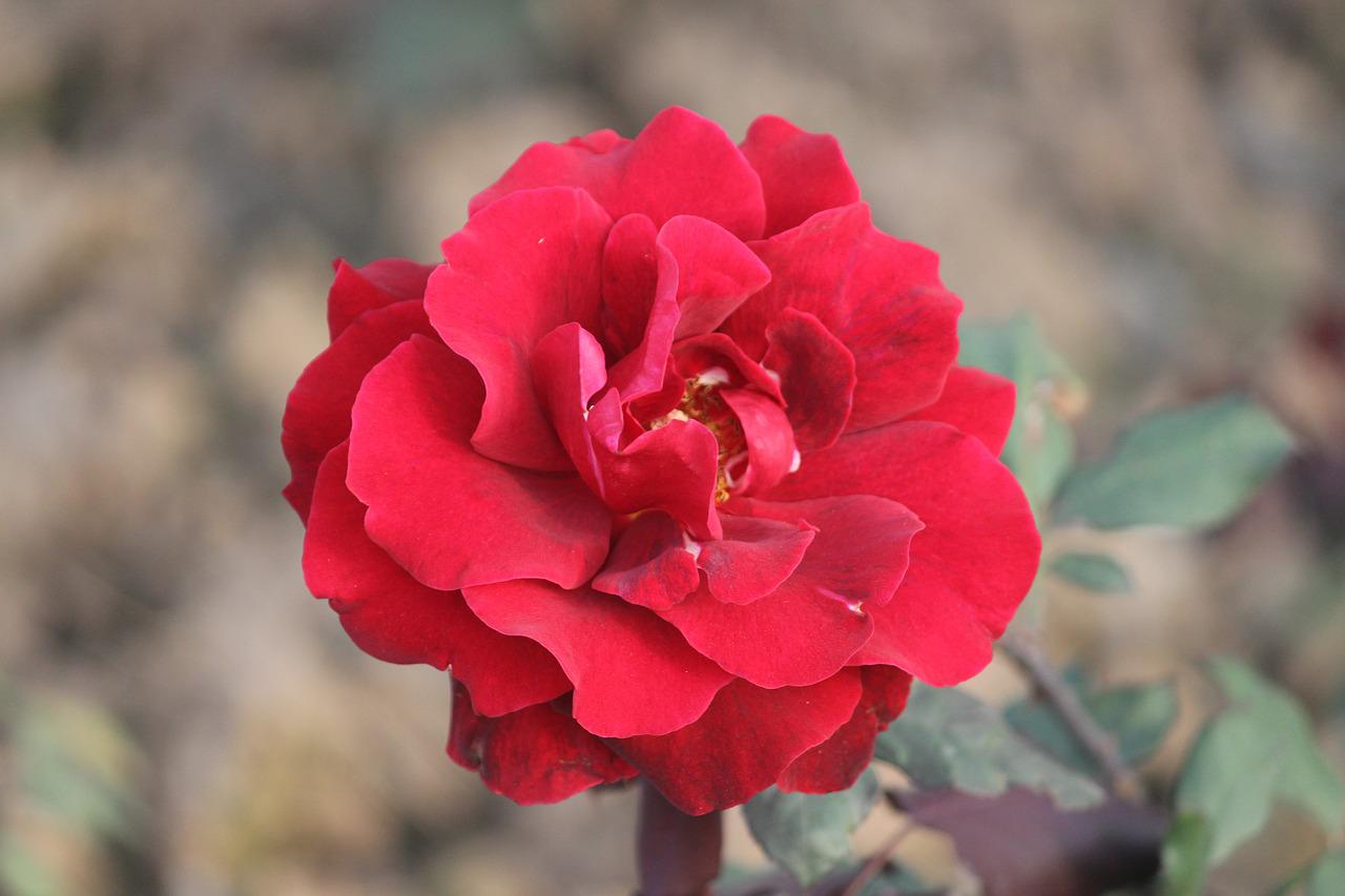 Роза из индии