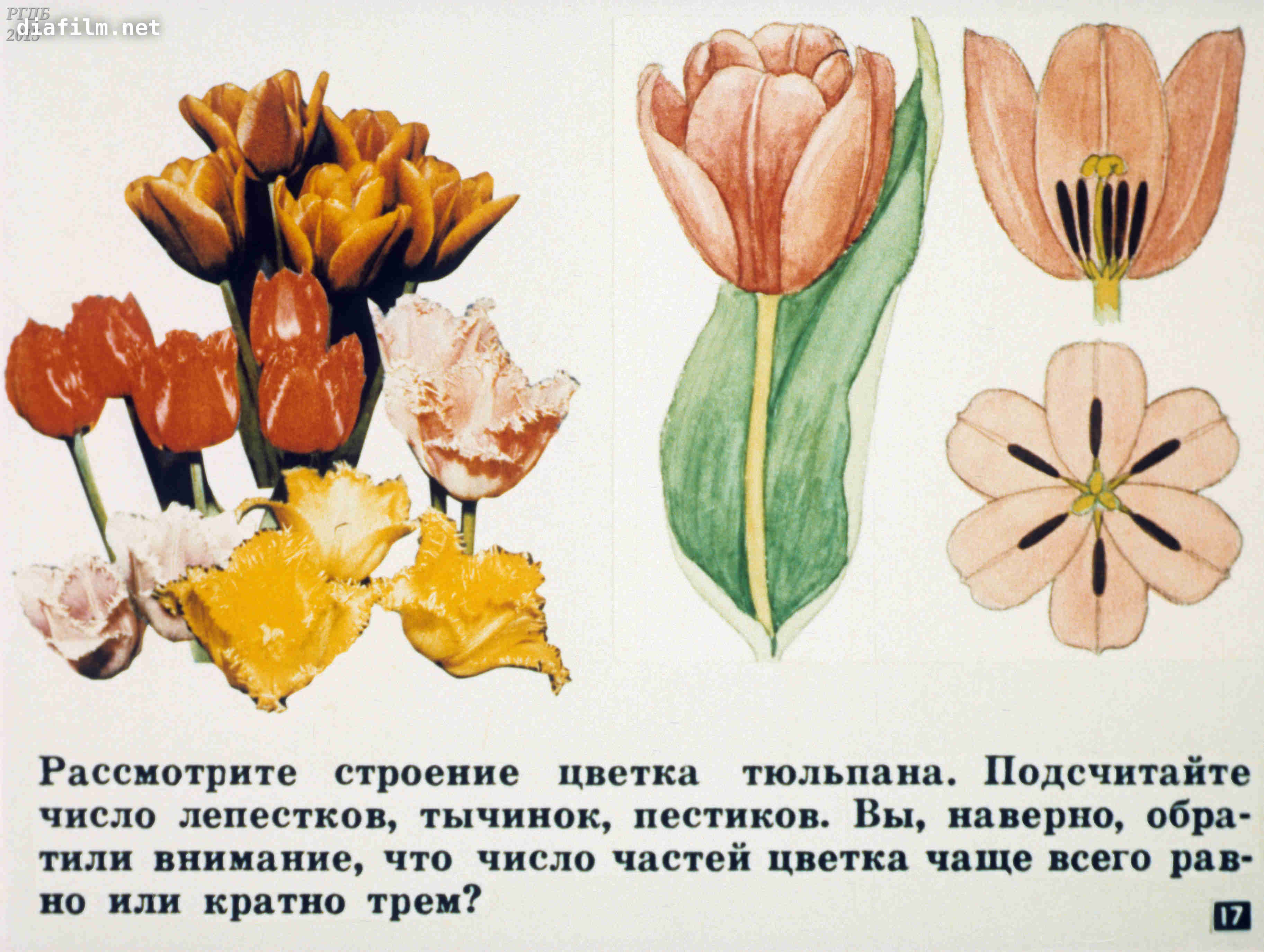 Цветок однодольных растений тюльпан