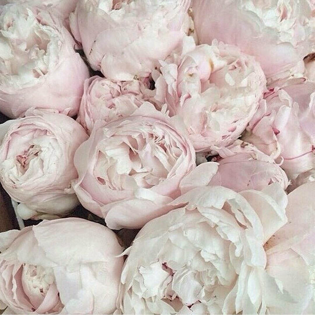 Розовидные Цветы