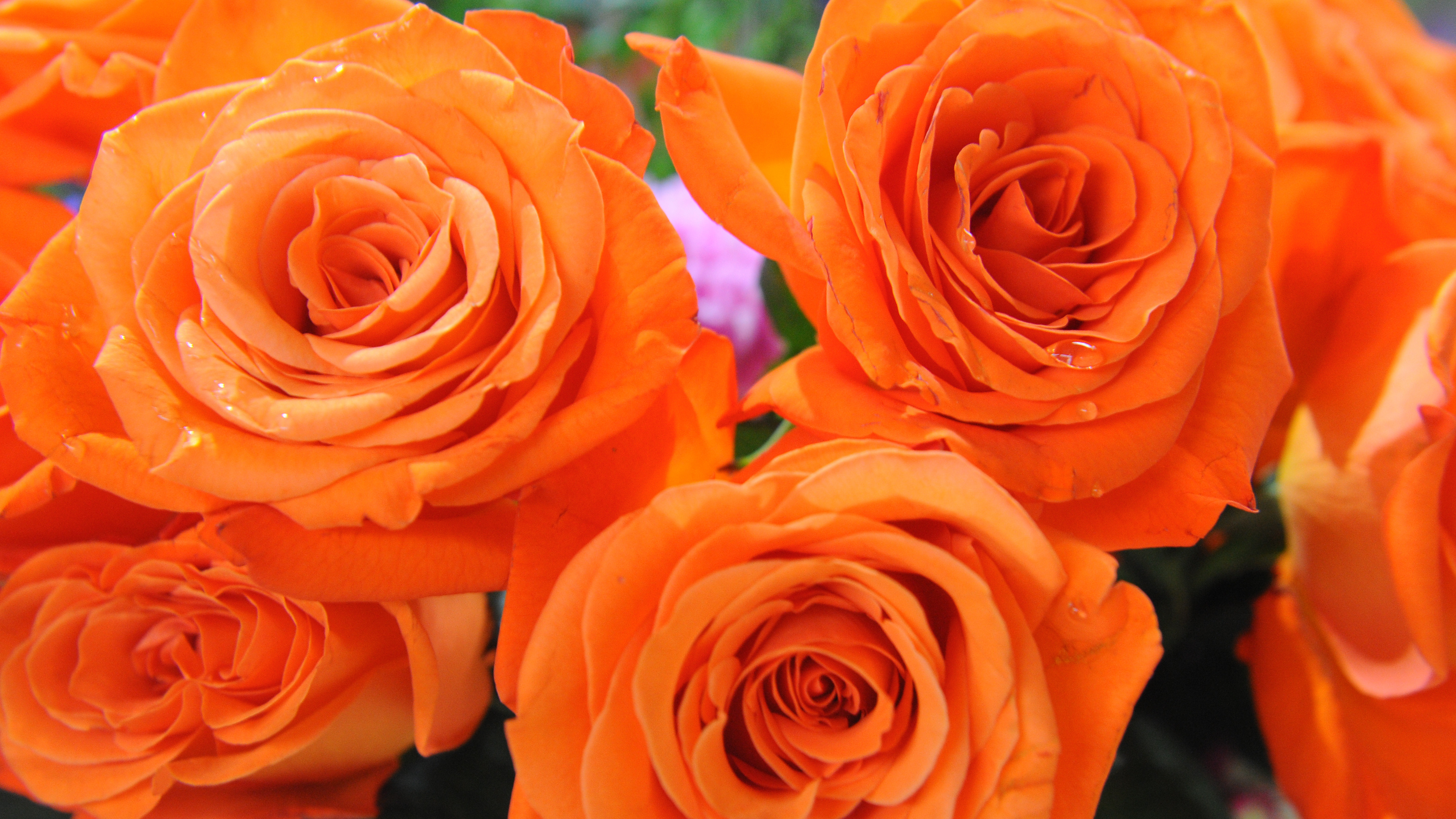 Розы Подмосковные оранжевые