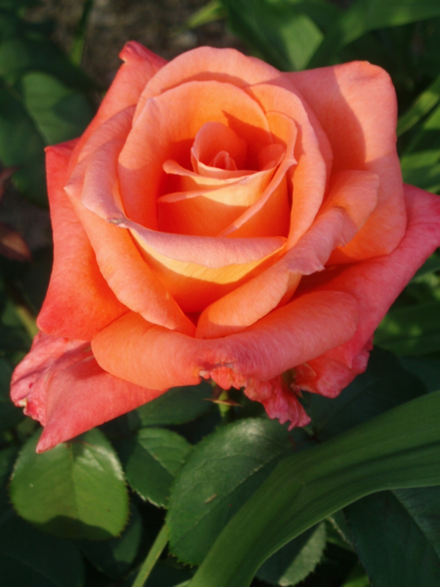 Роза чайно-гибридная Нобилис
